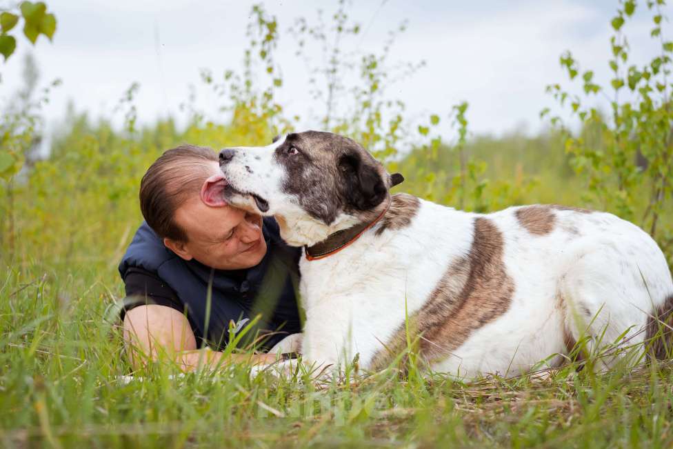 Собаки в Москве: Супер-ласковый парень в добрые руки! Мальчик, Бесплатно - фото 4