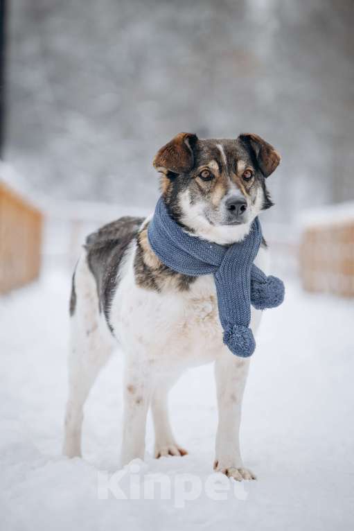 Собаки в других городах Московской области: Сладкий пирожок заждался свою семью Мальчик, Бесплатно - фото 6