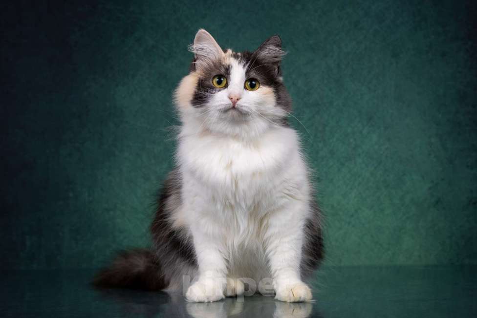 Кошки в Москве: Красавица Моника ищет любящую семью Девочка, Бесплатно - фото 4