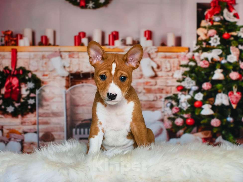 Собаки в Москве: Щенок 2 месяца Мальчик, 60 000 руб. - фото 3