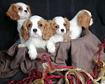Собаки в Москве: Кавалер кинг Чарльз спаниель 3 мес щенки Девочка, 70 000 руб. - фото 5