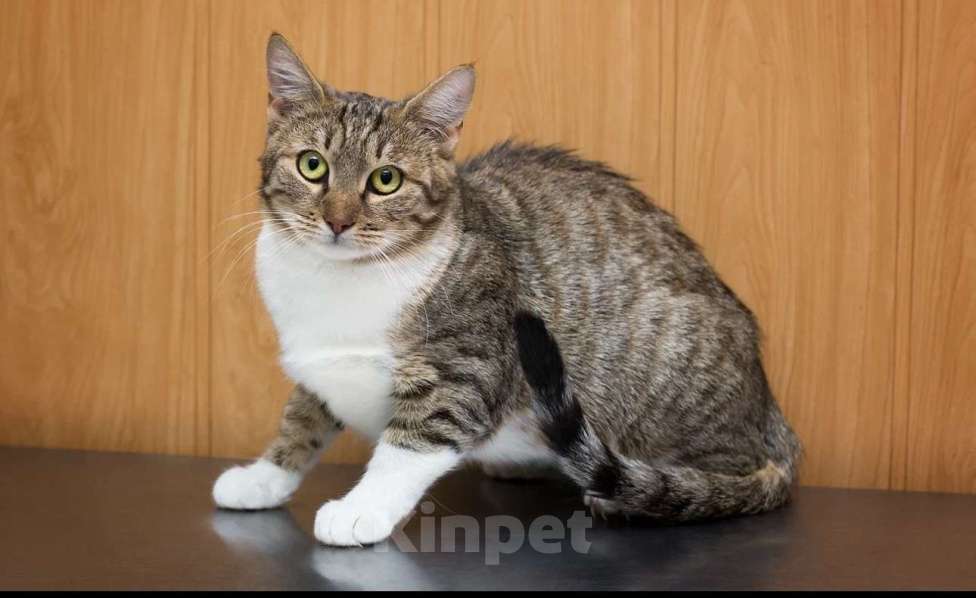 Кошки в Москве: Кошка Забава. Очаровательная леди в белых гольфиках.  Девочка, Бесплатно - фото 3