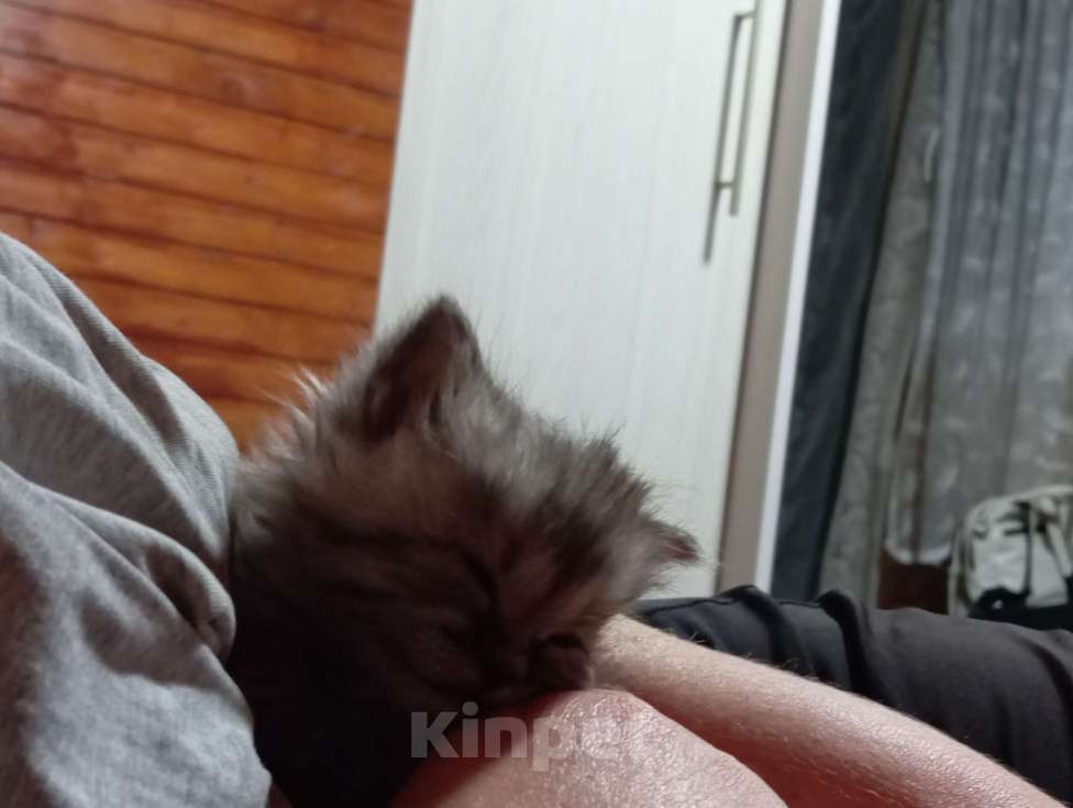 Кошки в других городах Воронежской области: Отдам в добрые руки Девочка, Бесплатно - фото 1
