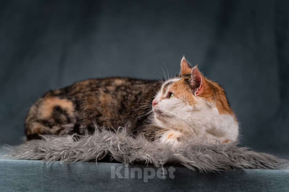 Кошки в Клине: Ириска — просто замечательная кошечка Девочка, Бесплатно - фото 6