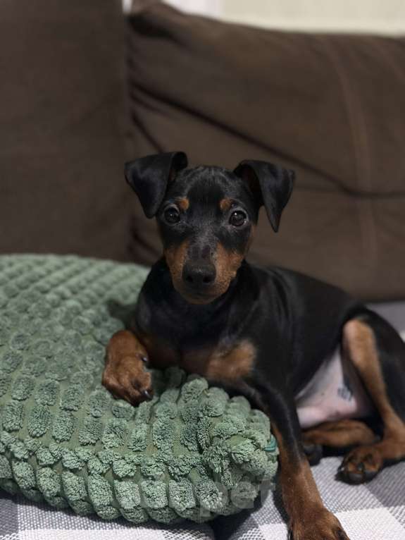 Собаки в Ставрополе: Щенок Цвергпинчер  Мальчик, 35 000 руб. - фото 3