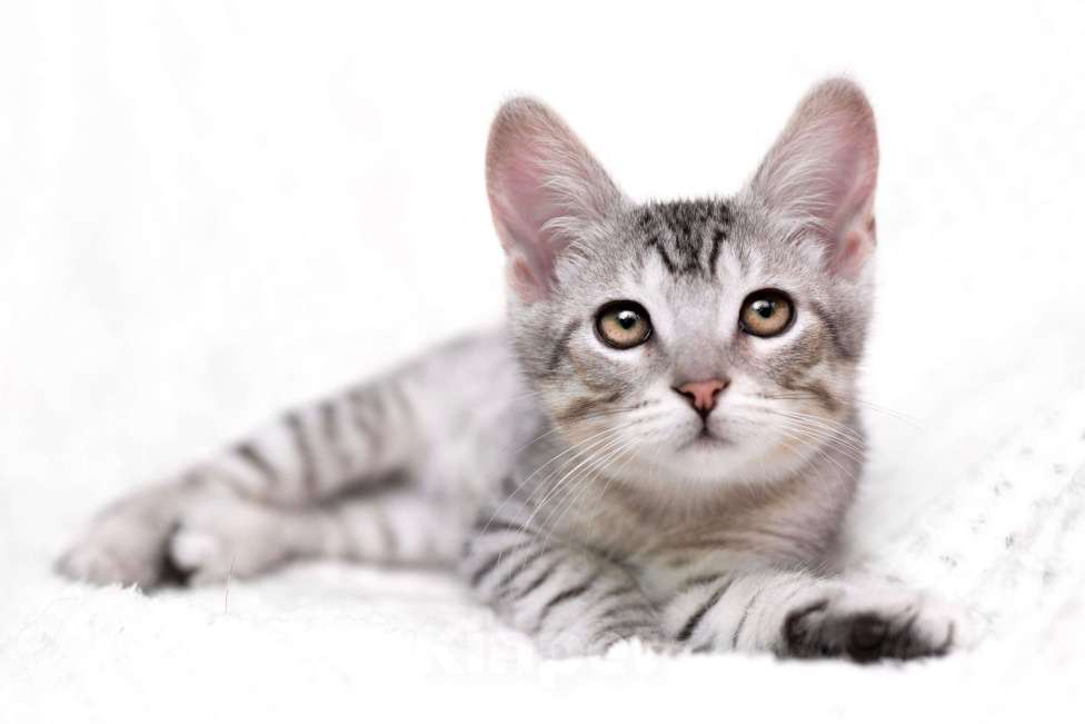 Кошки в Москве: Очаровательный котёнок Гудини в добрые руки Мальчик, 1 руб. - фото 7