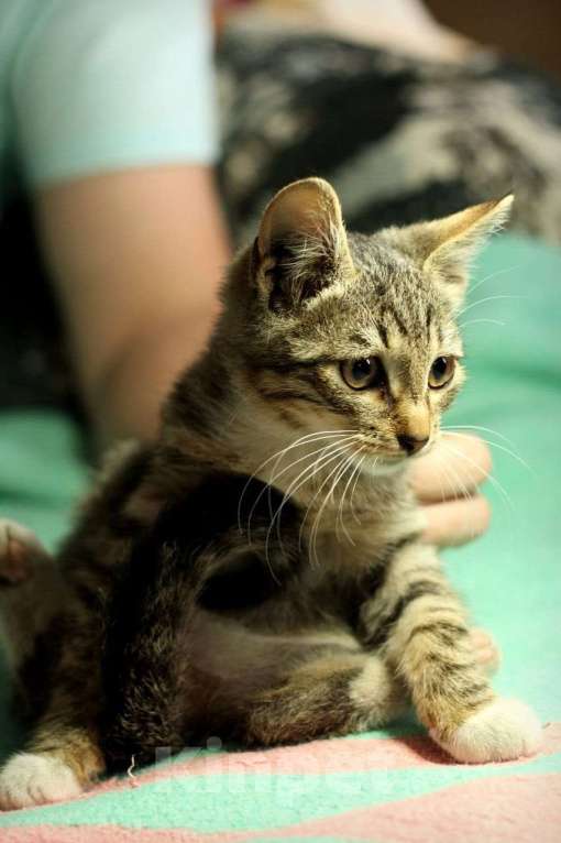 Кошки в Москве: Ручной и ласковый полосатый котенок Смородинка в дар Девочка, Бесплатно - фото 4