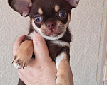 Собаки в Москве: Малыш чихуахуа Мальчик, 50 000 руб. - фото 1