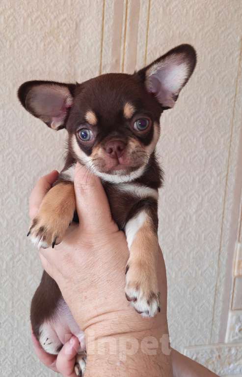 Собаки в Москве: Малыш чихуахуа Мальчик, 50 000 руб. - фото 1