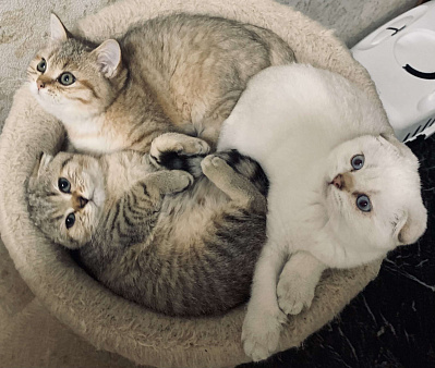 Шотландская короткошерстная