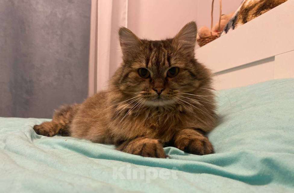 Кошки в Москве: Замурчательный котик Лекс Мальчик, Бесплатно - фото 7