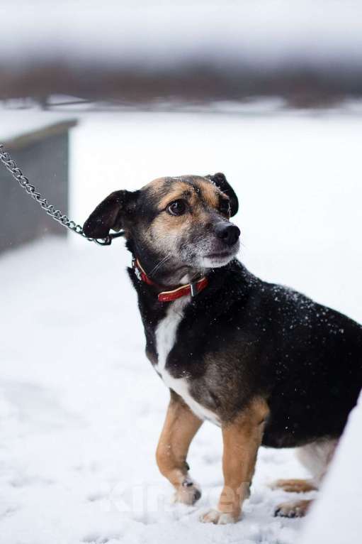 Собаки в Санкт-Петербурге: Маленькая хрупкая собачка ищет дом Девочка, Бесплатно - фото 5