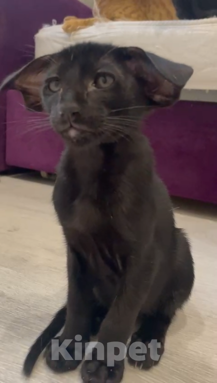 Кошки в Челябинске: Ориентальный мальчик  Мальчик, 190 000 руб. - фото 5