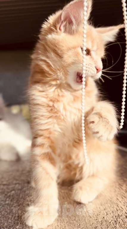 Кошки в Москве: Котята Мейн-кун Девочка, 28 000 руб. - фото 6