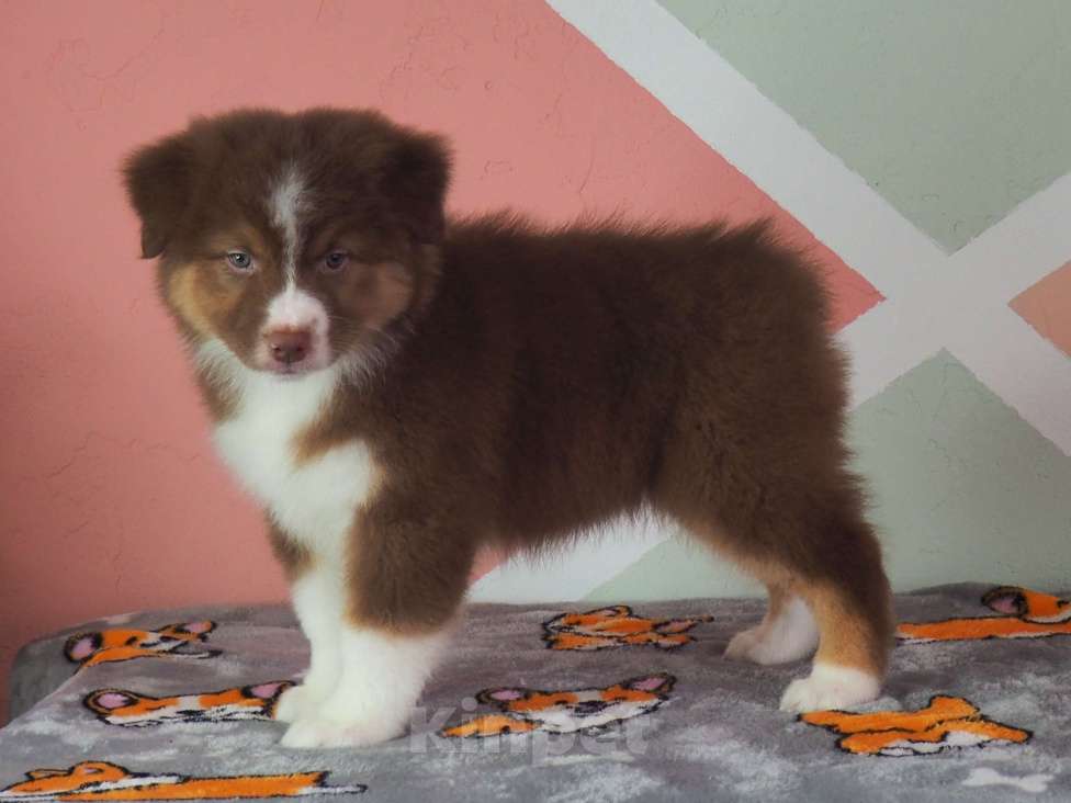 Собаки в Липецке: Австралийская овчарка Девочка, 90 000 руб. - фото 7