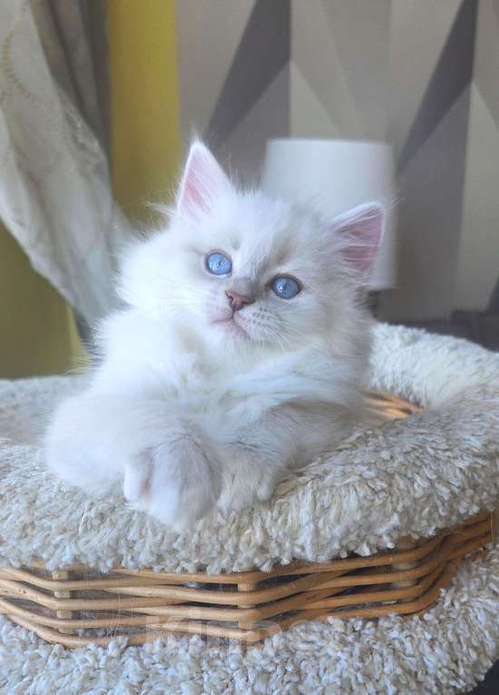 Кошки в Москве: Котенок невской маскарадной Девочка, Бесплатно - фото 2