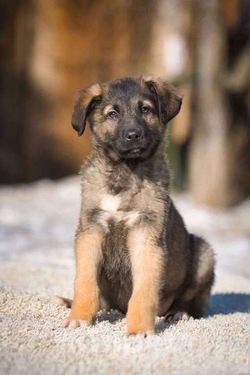 Собаки в Красногорске: Примо Мальчик, Бесплатно - фото 5