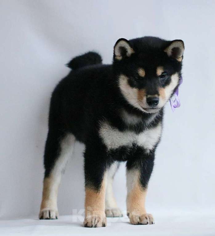 Собаки в других городах Тверской области: Ёкен Мальчик, 60 000 руб. - фото 4