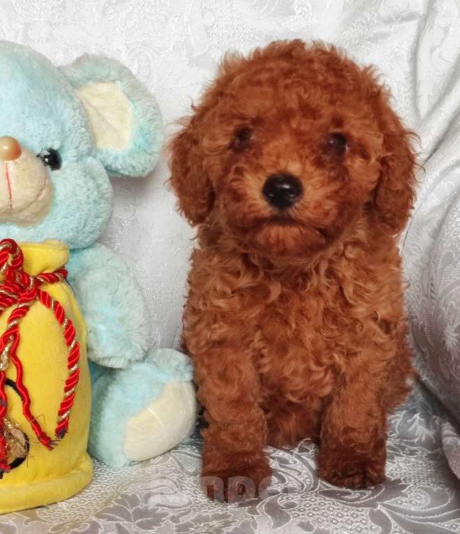 Собаки в Брянске: Той-пудель, щенки Девочка, 50 000 руб. - фото 1