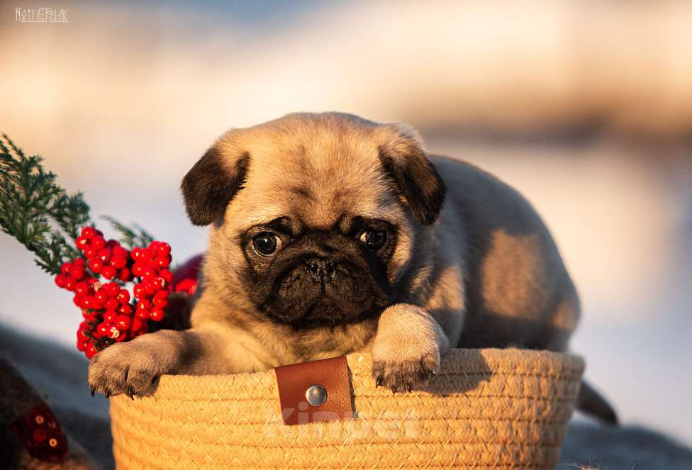 Собаки в других городах Московской области: Щенки мопса Девочка, 70 000 руб. - фото 2