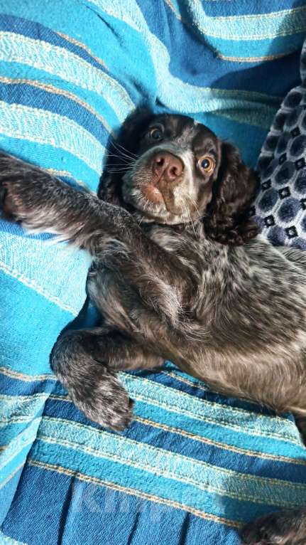 Собаки в Нижнем Новгороде: Щенок русского охотничьего спаниеля Девочка, Бесплатно - фото 3