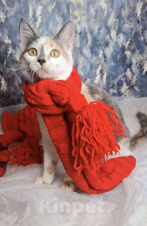 Кошки в Москве: Голубокремовый котёнок в добрые руки  Девочка, Бесплатно - фото 3