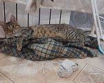 Кошки в Санкт-Петербурге: Ласковый котик ищет новый дом  Мальчик, Бесплатно - фото 4