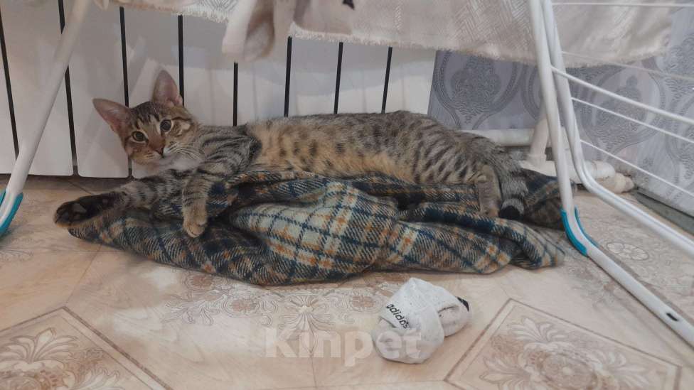 Кошки в Санкт-Петербурге: Ласковый котик ищет новый дом  Мальчик, Бесплатно - фото 4