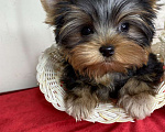 Собаки в Москве: Йорк мини мальчик РКФ Мальчик, 60 000 руб. - фото 2