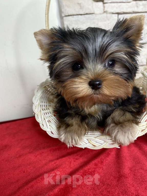 Собаки в Москве: Йорк мини мальчик РКФ Мальчик, 60 000 руб. - фото 2
