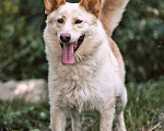 Собаки в Москве: Обаятельный Сахарок, молодой добрый пес в добрые руки Мальчик, Бесплатно - фото 3