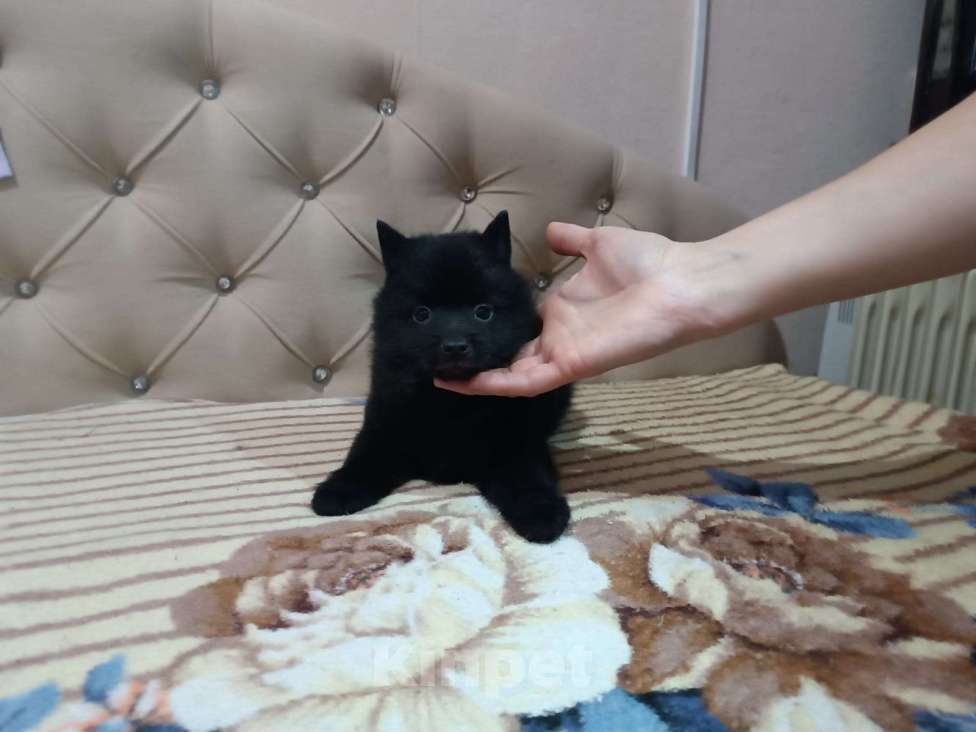 Собаки в Волгограде: Мальчик Схипперке  Мальчик, 50 000 руб. - фото 6