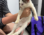 Кошки в Москве: Котенок-мальчик в добрые руки Мальчик, Бесплатно - фото 2