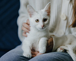 Кошки в Клине: Ассоль — стройная и воздушная кошечка, словно балерина Девочка, Бесплатно - фото 1