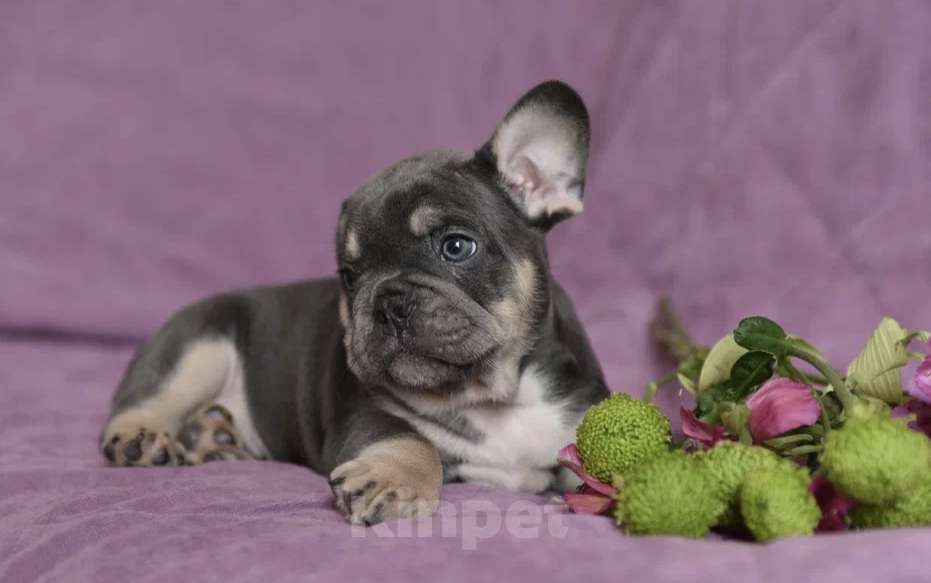 Собаки в других городах Воронежской области: Щенок французского бульдога Мальчик, 55 000 руб. - фото 2