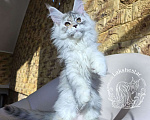 Кошки в Москве: Котенок мейн кун Девочка, 180 000 руб. - фото 3