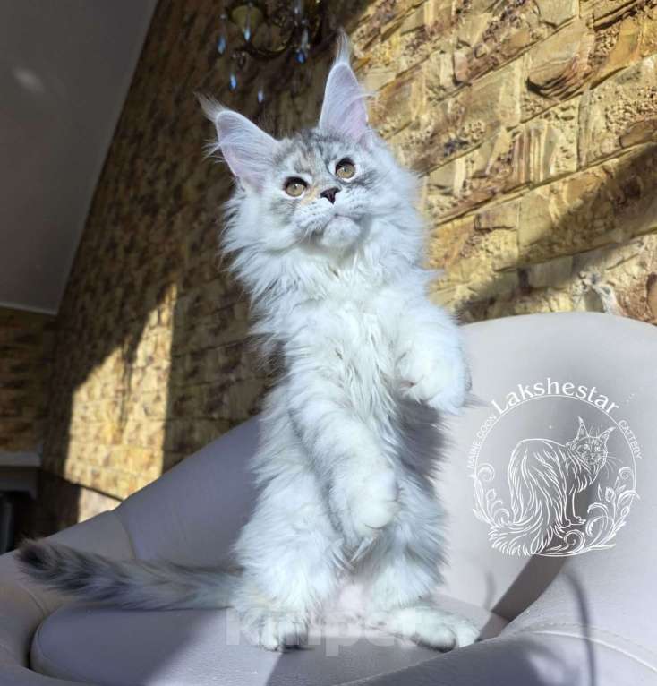 Кошки в Москве: Котенок мейн кун Девочка, 180 000 руб. - фото 3