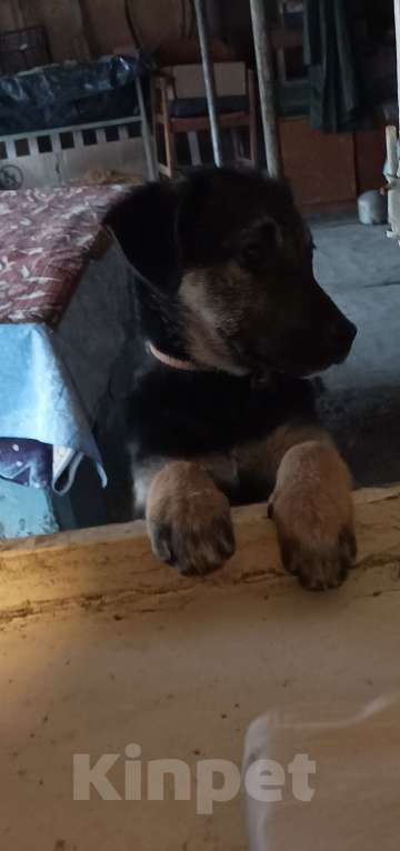 Собаки в других городах Краснодарского края: В добрые руки Девочка, Бесплатно - фото 2