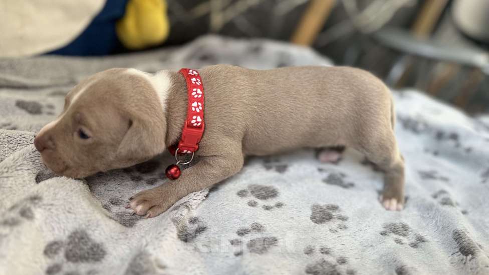 Собаки в Санкт-Петербурге: Малышка маленькая Девочка, 40 000 руб. - фото 10