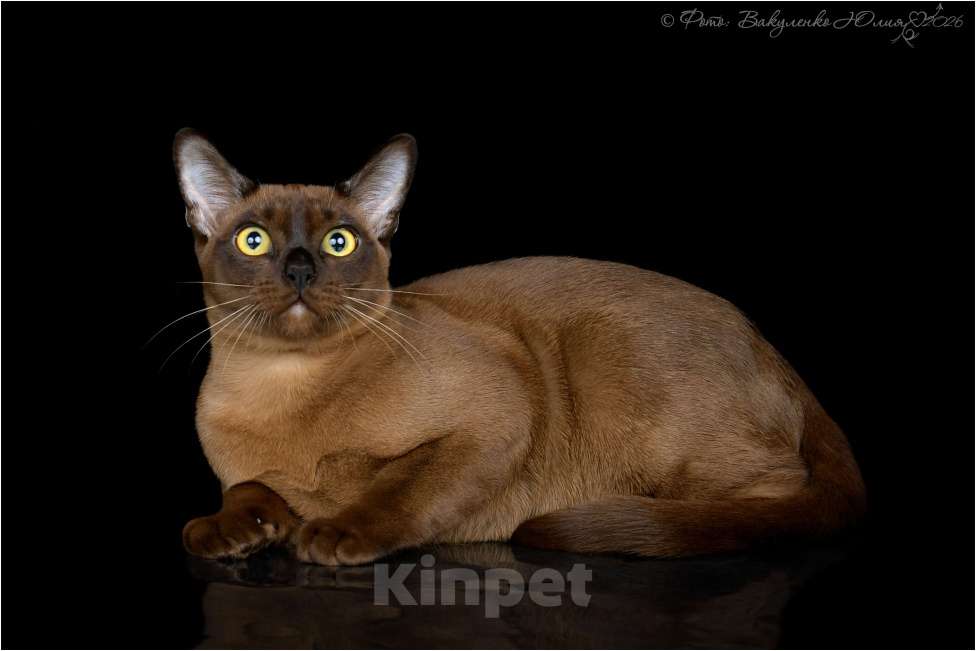 Кошки в Ростове-на-Дону: Котик европейской Бурмы Мальчик, 65 000 руб. - фото 2