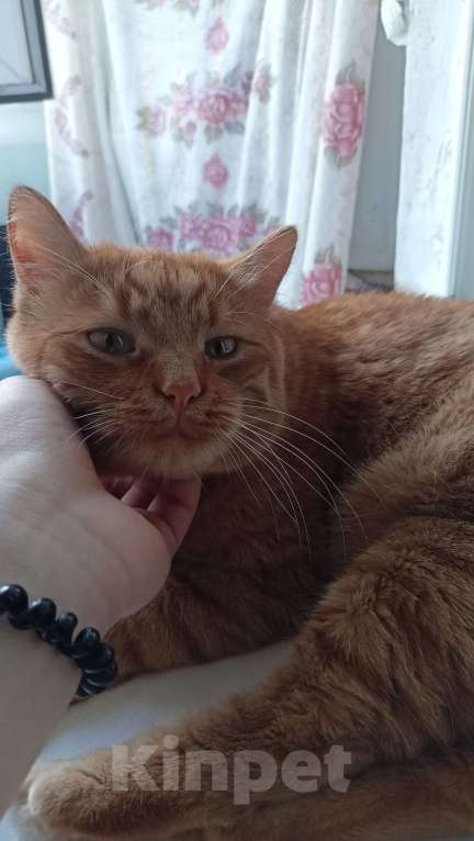 Кошки в Белгороде: Микки ищет новый дом! Мальчик, Бесплатно - фото 2