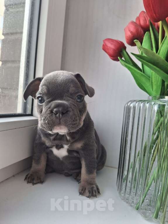 Собаки в Санкт-Петербурге: Французский бульдог Мальчик, 50 000 руб. - фото 3