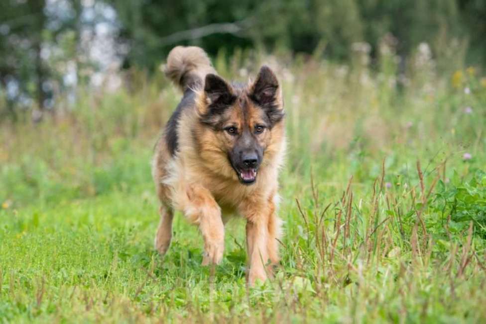 Собаки в Москве: Метис длинношерстной немецкой овчарки Миша ищет дом Мальчик, 1 руб. - фото 7