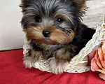 Собаки в Москве: Йорк мини мальчик РКФ Мальчик, 60 000 руб. - фото 3