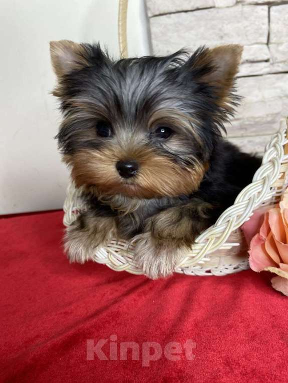 Собаки в Москве: Йорк мини мальчик РКФ Мальчик, 60 000 руб. - фото 3