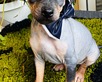 Собаки в Владимире: Щенки Американский голый терьер Девочка, 20 000 руб. - фото 1