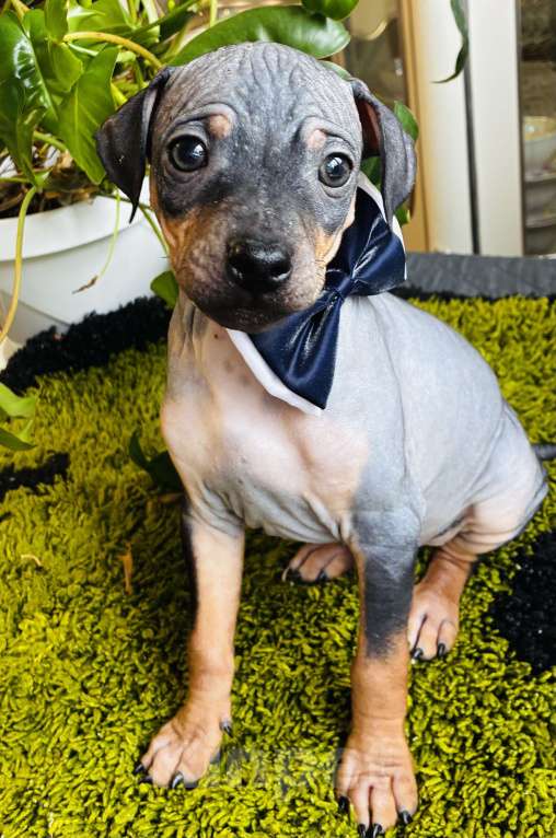 Собаки в Владимире: Щенки Американский голый терьер Девочка, 20 000 руб. - фото 1