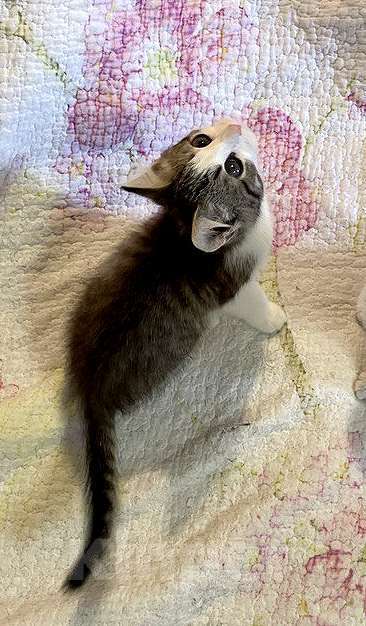 Кошки в Москве: Котенок-девочка, 2,5 месяца Девочка, 1 000 руб. - фото 3