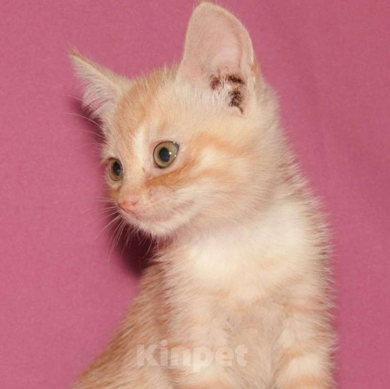 Кошки в Москве: Маленький рыжий котенок в беде 🆘️ Срочный поиск дома Мальчик, Бесплатно - фото 3