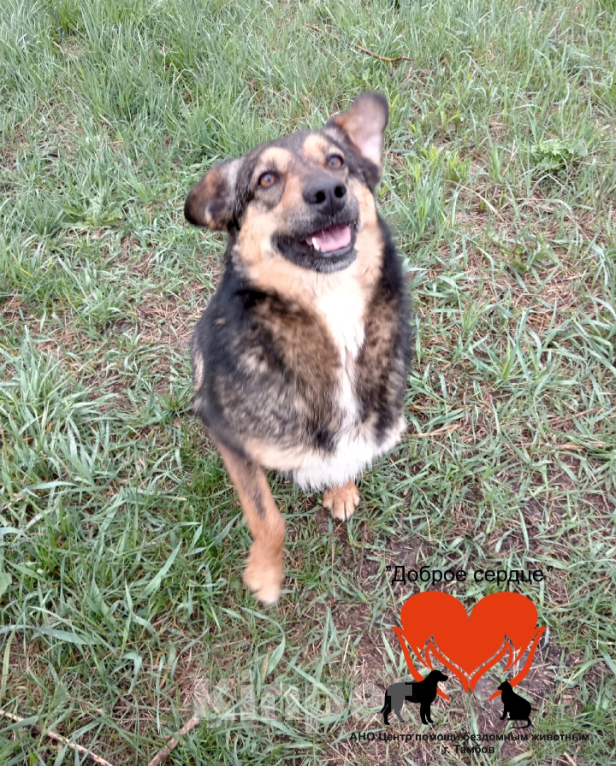 Собаки в Тамбове: Пропала Баунти Девочка, 5 000 руб. - фото 7